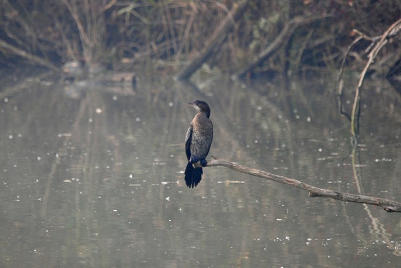 Cormorano e (credo) marangone